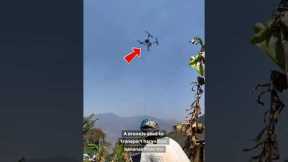 Banana Harvest Takes Flight with Drone Technology🧐 #shorts