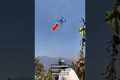 Banana Harvest Takes Flight with