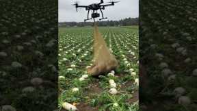 Drones capture wild boars that destroy crops2#villagelife#smartfarming #rurallife #farmingtraditions