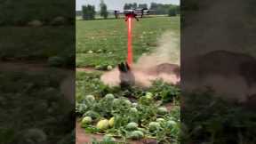 Drone to kill harmful pigs #villagelife#smartfarming #rurallife #farmingtraditions#farming101