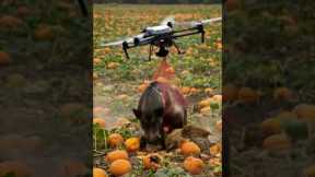 Drones capture wild boars that destroy crops1#villagelife#smartfarming #rurallife #farmingtraditions
