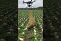 Drones capture wild boars that