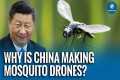China’s Tiny Mosquito-Sized Drone