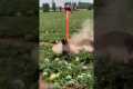 Drone to kill harmful pigs