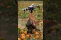 Drones capture wild boars that