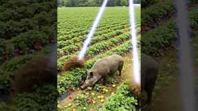 Drone vs Wild Hog! Smart Tech Saves Crops in Action