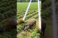 Drone vs Wild Hog! Smart Tech Saves