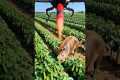 Drone to kill harmful pigs in the