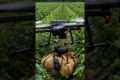 Drones capture wild boars that