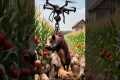 Farmer Uses Drone to Capture Wild