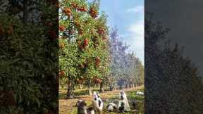 High-Tech Farming Drone Attacks Rat Infestation in the Fields