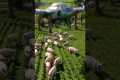 Futuristic Drone Captures Pigs with a 