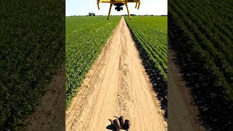 Drone Technology for Rat Control in Agriculture | Modern Farming Solution