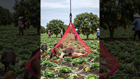 Modern drone captures wild boar damaging the farm!