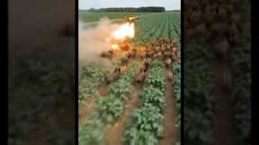 🔥 Drone Chasing Wild Boars in the Field! Incredible Farming Technology in Action 🚜🐗