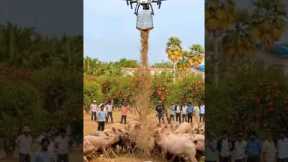 Smart Farming with Drones | Feeding Animals Using Drone Technology!
