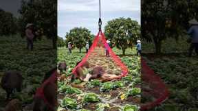 Modern drone captures wild boar damaging the farm!