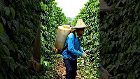 Giant farming drone that carries a person 😱 #farmingtech #drone #agriculture