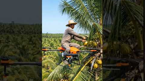 Farmer Harvesting Coconuts Using a Flying Drone