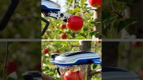🍎Next-Gen Apple Harvesting by Drone 🚁| Smart Farming Technology in Action #agriculture #droneharvest
