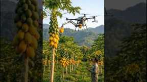 Smart Farming with Drones | Papaya Harvesting Technology 🚁🍈