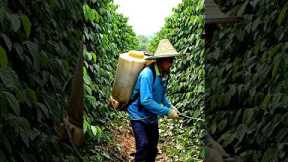 Giant farming drone that carries a person 😱 #farmingtech #drone #agriculture