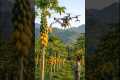 Smart Farming with Drones | Papaya