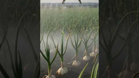 Drone Watering Giant Garlic Plants#viralvideo #viral #robotics #agrifuture #agriculturetechnology