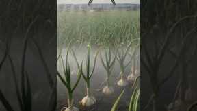 Drone Watering Giant Garlic Plants#viralvideo #viral #robotics #agrifuture #agriculturetechnology