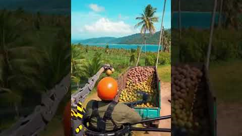 Cinematic Drone Farming: Precision Coconut Harvest Like Never Before #drone #farming #coconut